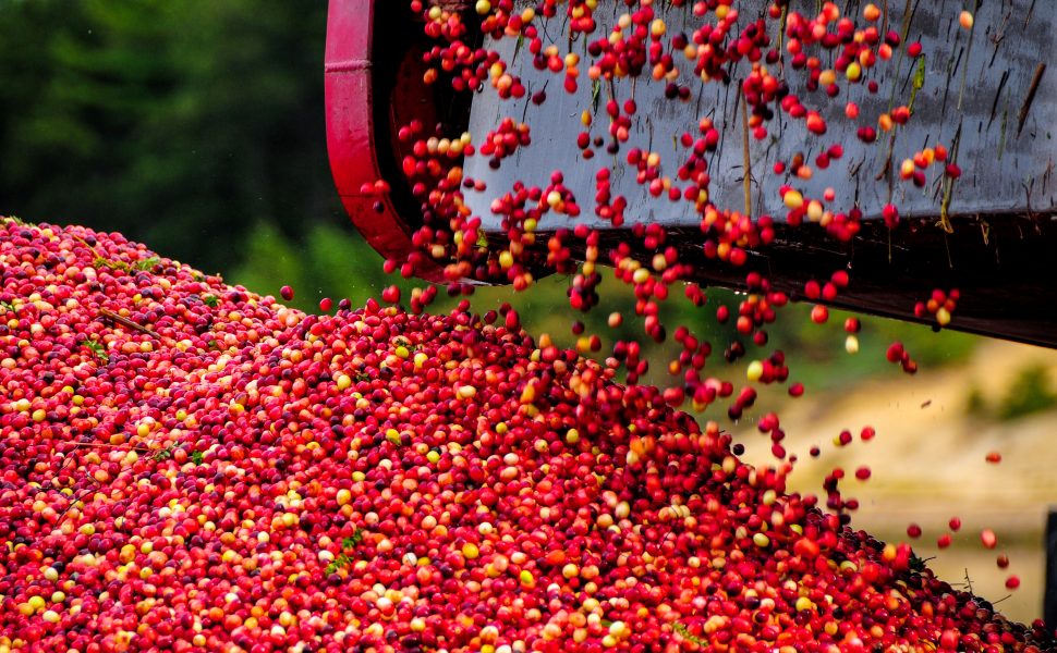 photo of cranberries falling into a pile